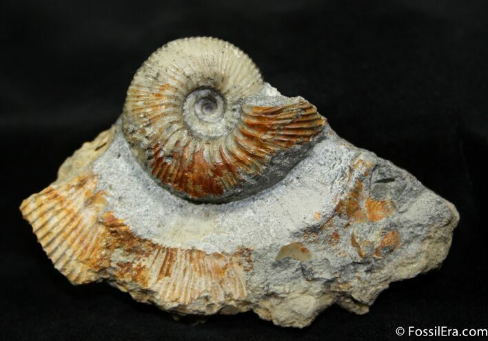 Cadoceras Ammonite In Matrix ( inches) #1075
